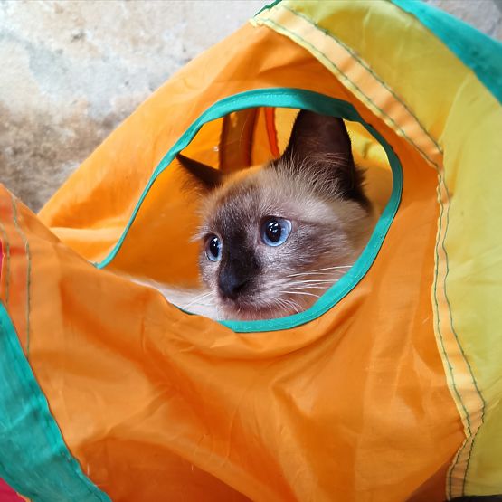 Dlhý tunel pružina hračka pre mačku FIGARO