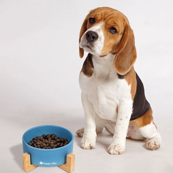 Keramická miska pre psa alebo mačku modrá PJ-033