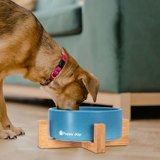 Keramická miska pre psa alebo mačku modrá PJ-033