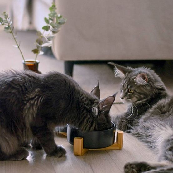 MISKA NA KRMIVO A VODU PRE ZVIERATÁ ČIERNA 331579