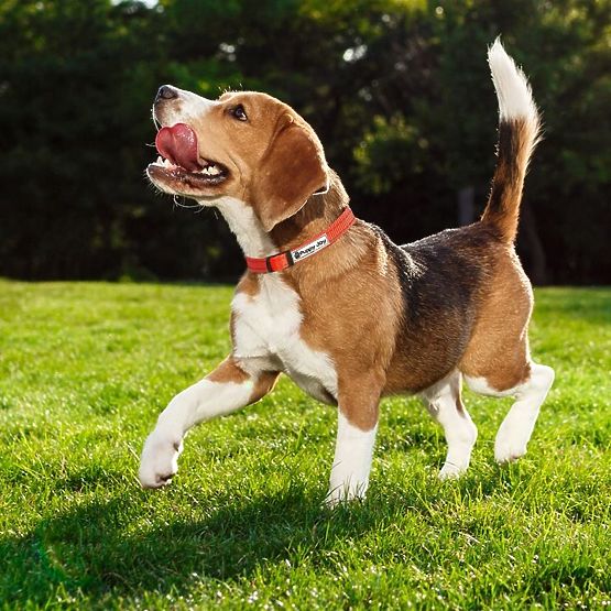 Reflexné vodítko a obojok pre psa PJ-035 červený