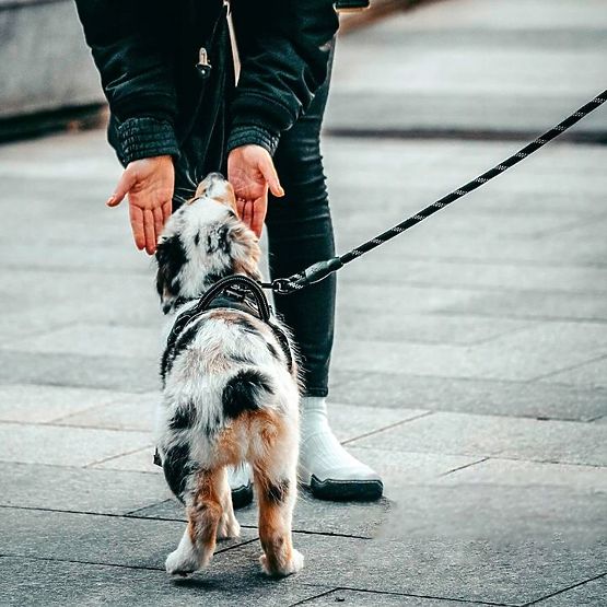 Reflexné vodítko a obojok pre psa PJ-035 červený