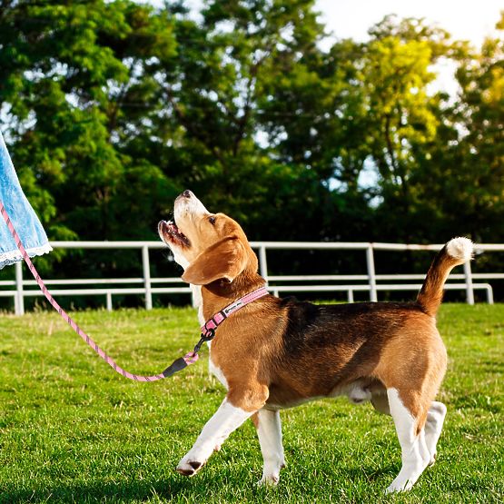 Reflexné vodítko a obojok pre psa PJ-036 Ružová