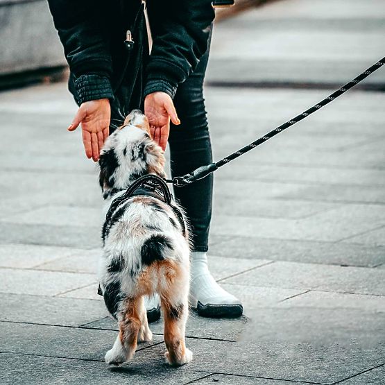 Reflexné vodítko a obojok pre psa PJ-036 Ružová