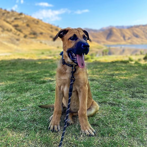 Reflexné vodítko a obojok pre psa PJ-091 čierna