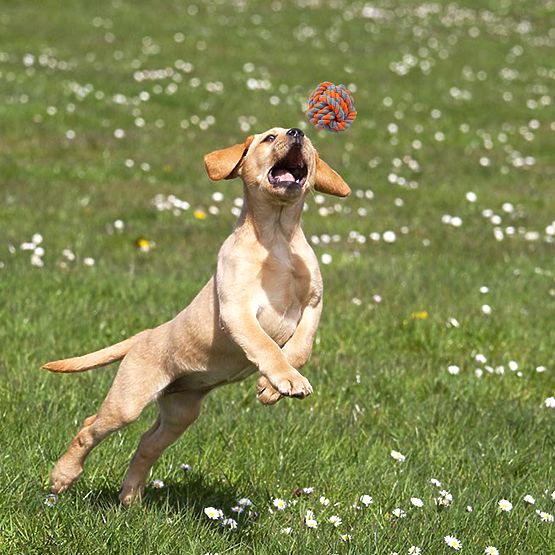 Sada preťahovacích hračiek pre psov SPANKY 5 kusov