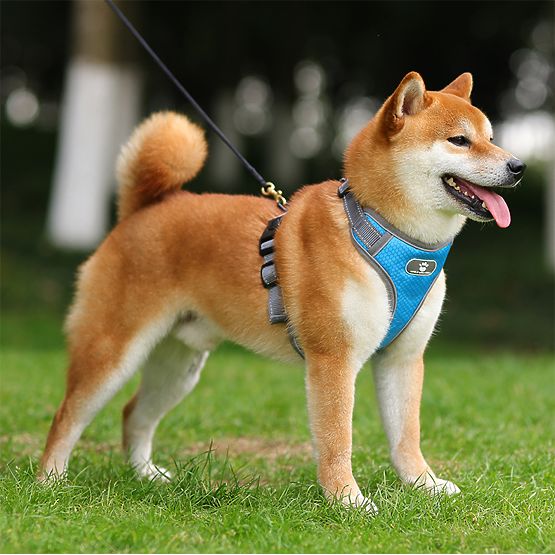 Tréningový postroj pre psa ASTRO modrý veľkosť XL