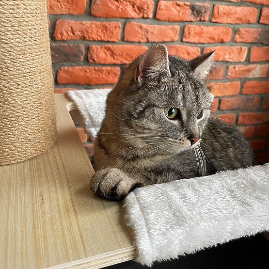 Veľké škrabadlo pre mačky Béžové 255-265cm P70503