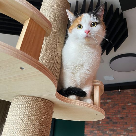 Veľké škrabadlo pre mačky Béžové 255-265cm P70503