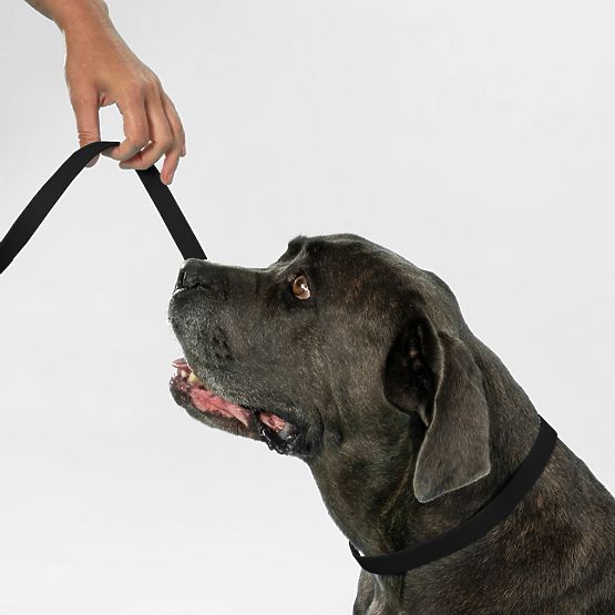 Vodítko a obojok pre psa PJ-067 čierna S