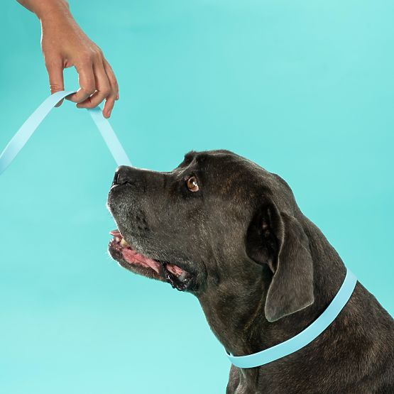 Vodítko a obojok pre psa PJ-070 modrá S