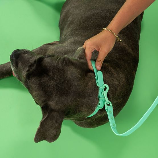 Vodítko a obojok pre psa PJ-073 zelená M