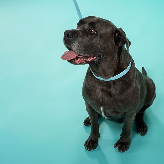 Vodítko a obojok pre psa PJ-074 modrý M