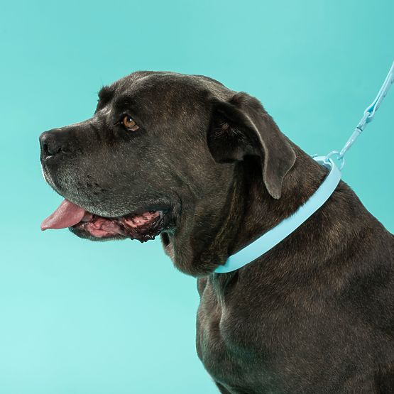 Vodítko a obojok pre psa PJ-074 modrý M