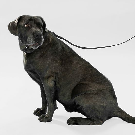 Vodítko a obojok pre psa PJ-075 čierna L