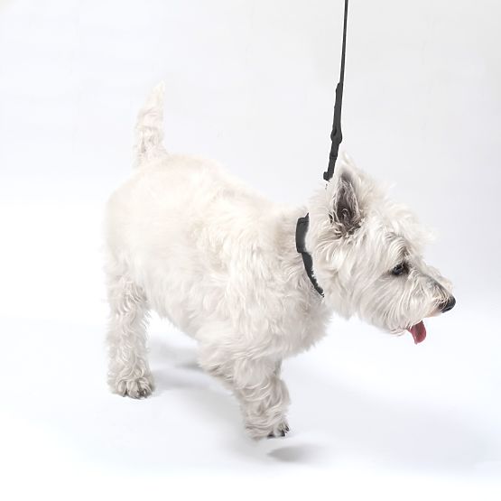 Vodítko a obojok pre psa PJ-075 čierna L