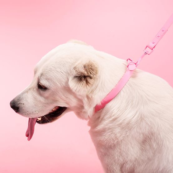 Vodítko a obojok pre psa PJ-076 ružová L