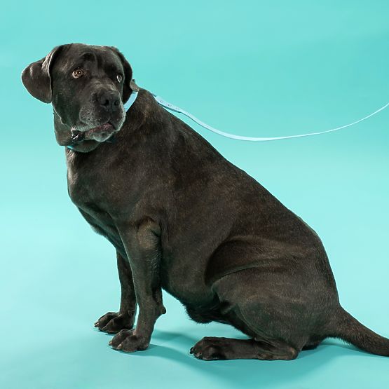 Vodítko a obojok pre psa PJ-078 modrá L