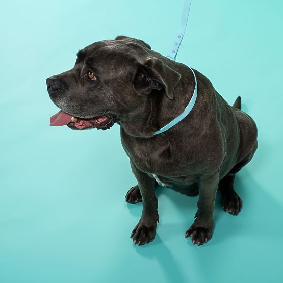 Vodítko a obojok pre psa PJ-078 modrá L