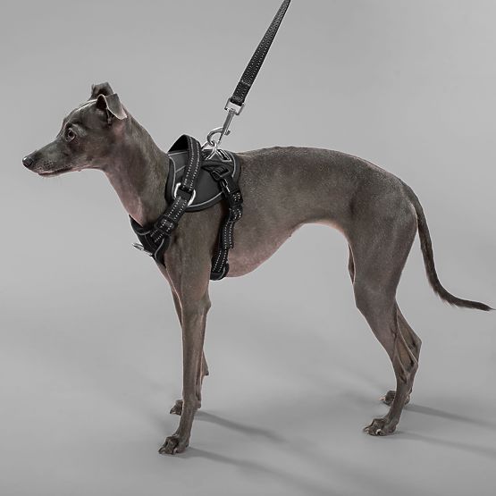 Vodítko a postroj pre psa PJ-051 čierna S