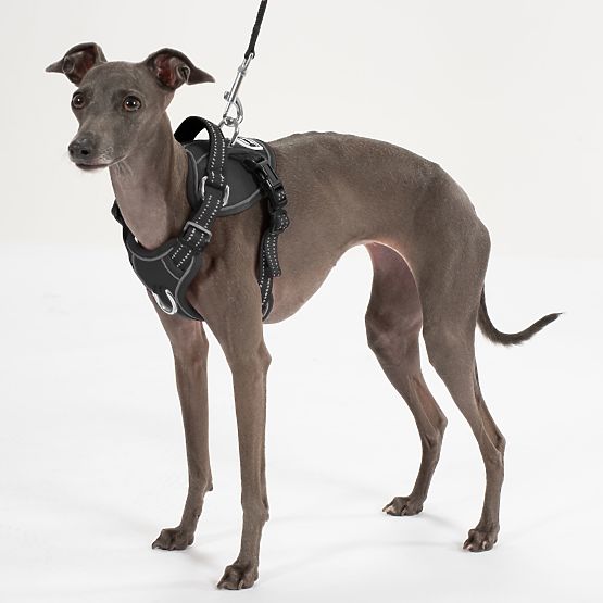 Vodítko a postroj pre psa PJ-051 čierna S