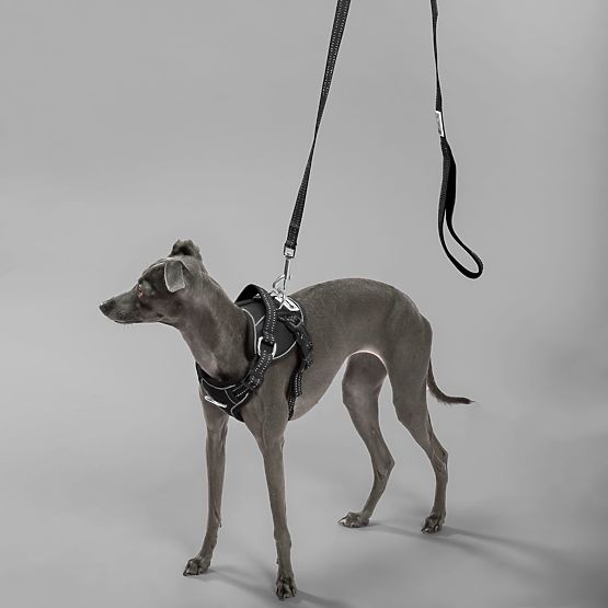 Vodítko a postroj pre psa PJ-055 čierna M