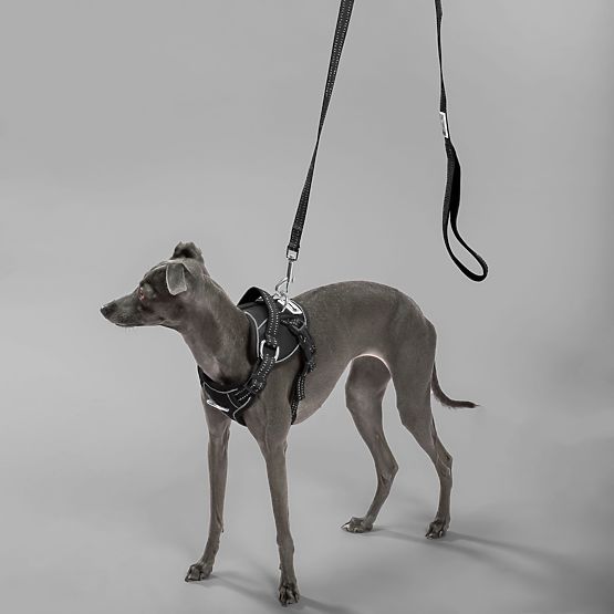 Vodítko a postroj pre psa PJ-055 čierna M