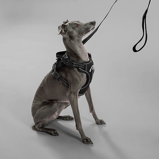 Vodítko a postroj pre psa PJ-055 čierna M