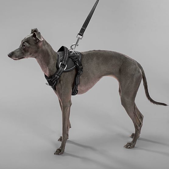 Vodítko a postroj pre psa PJ-055 čierna M