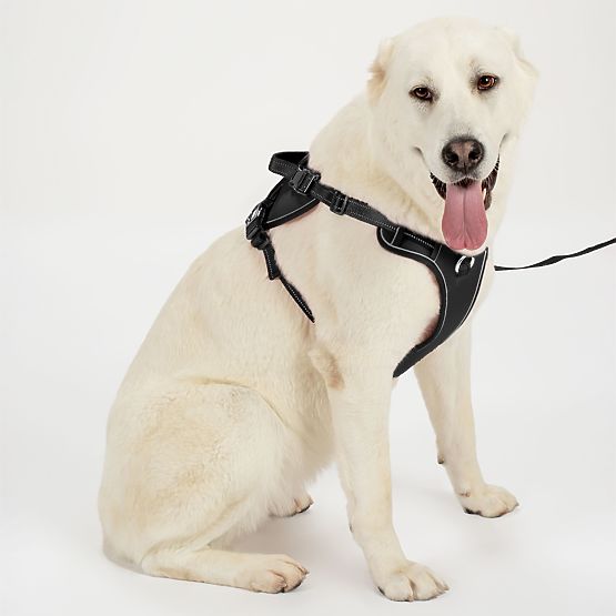 Vodítko a postroj pre psa PJ-063 čierna XL