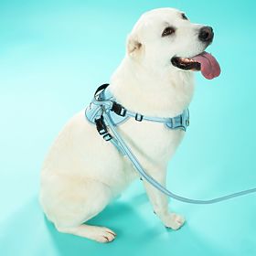 Vodítko a postroj pre psa PJ-066 modrá XL, PuppyJoy